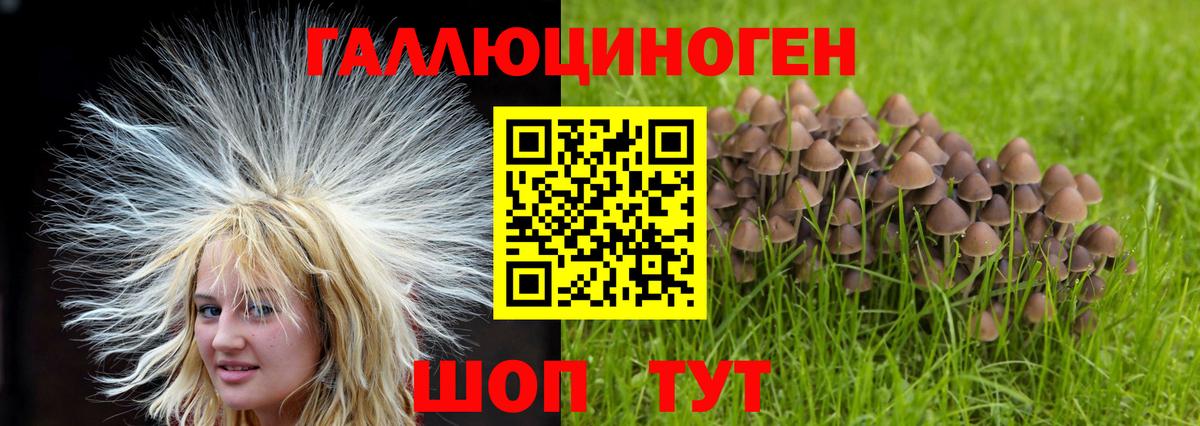 Псилоцибиновые грибы Psilocybine cubensis Заинск